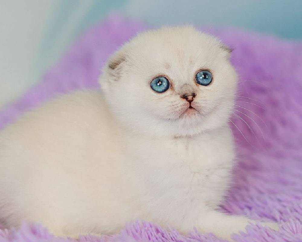 luxury picnic company - Picnic Makers