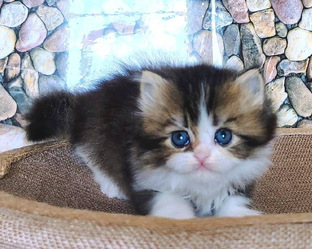 luxury picnic company - Picnic Makers