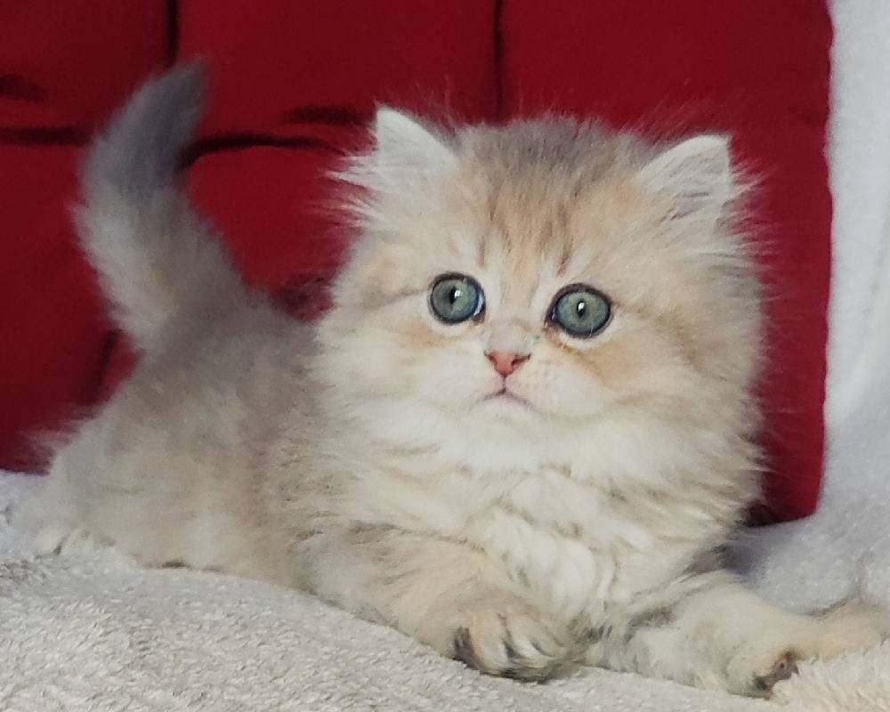 luxury picnic company - Picnic Makers