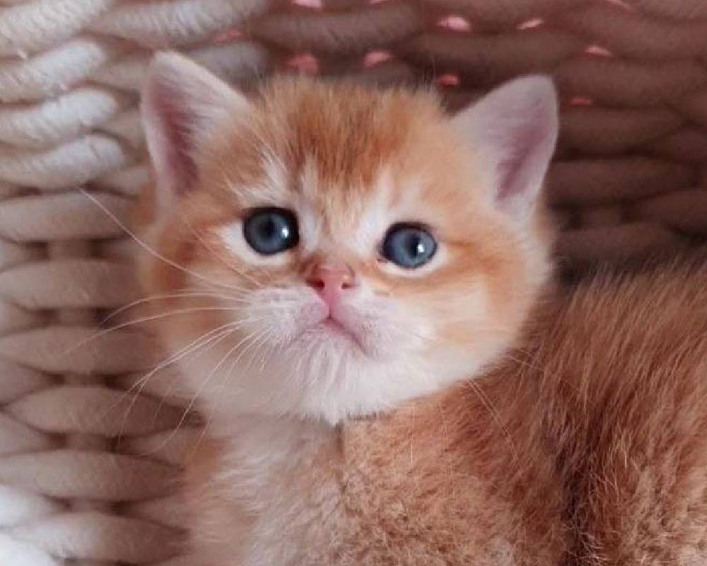 luxury picnic company - Picnic Makers