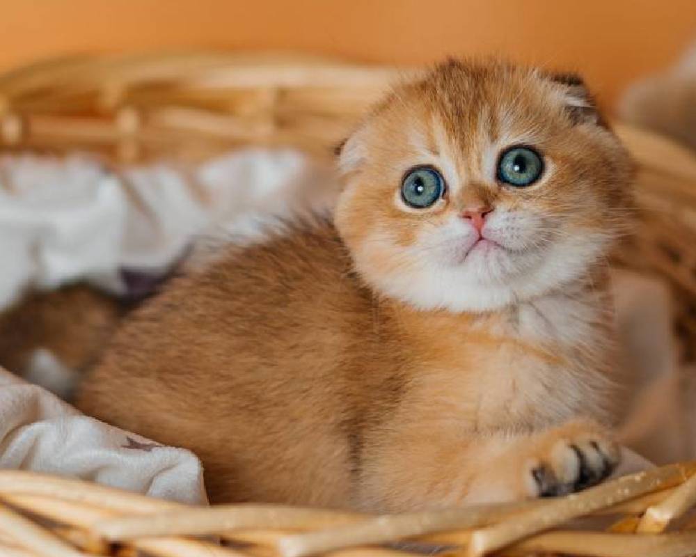 luxury picnic company - Picnic Makers