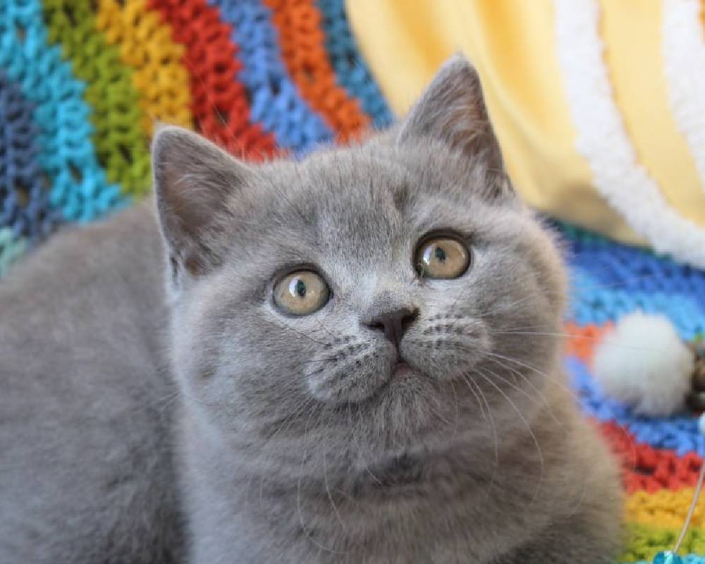 luxury picnic company - Picnic Makers