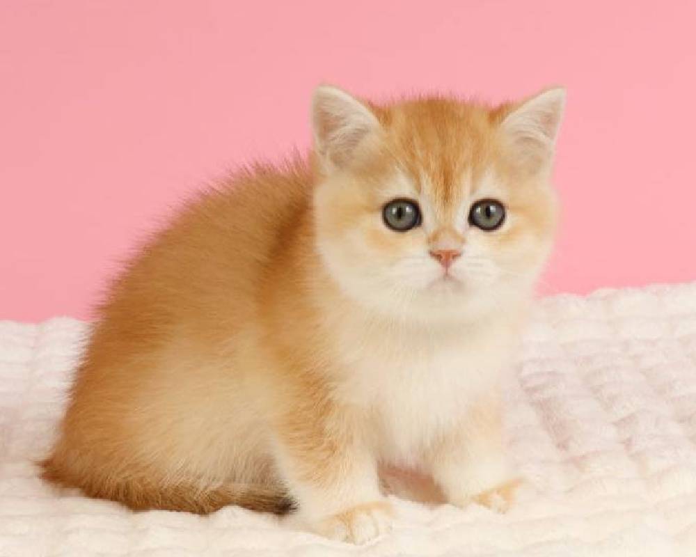 luxury picnic company - Picnic Makers