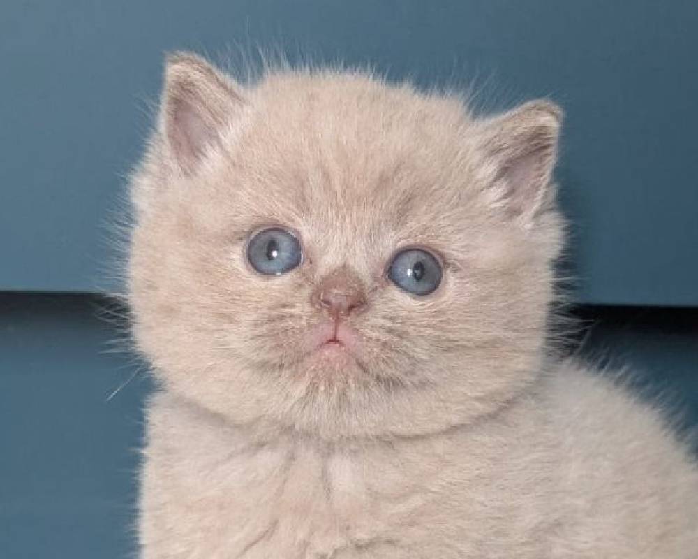 luxury picnic company - Picnic Makers