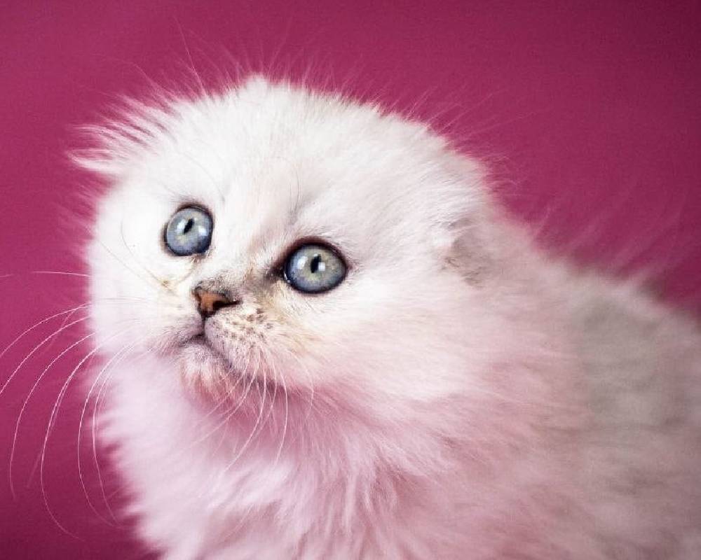 luxury picnic company - Picnic Makers