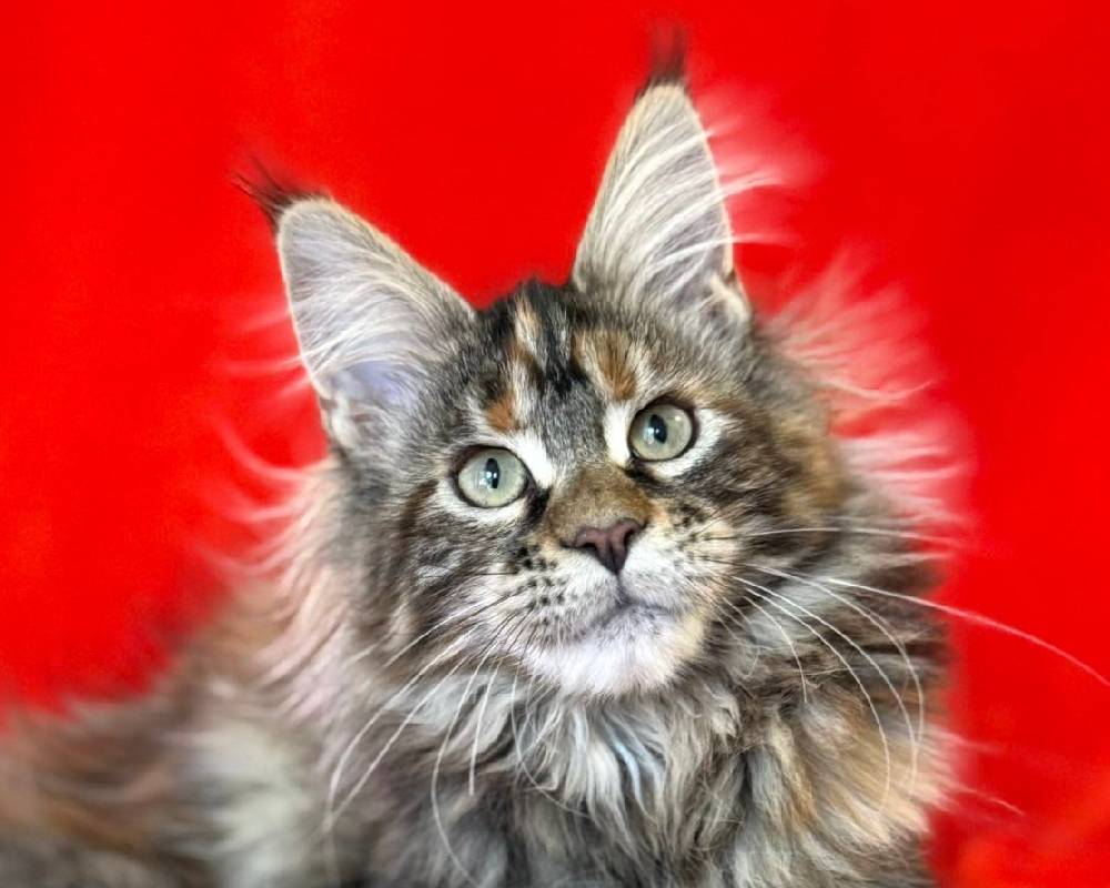 luxury picnic company - Picnic Makers