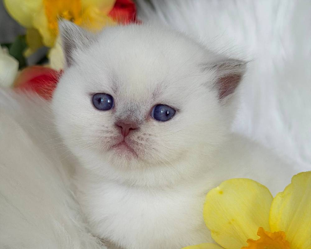 luxury picnic company - Picnic Makers