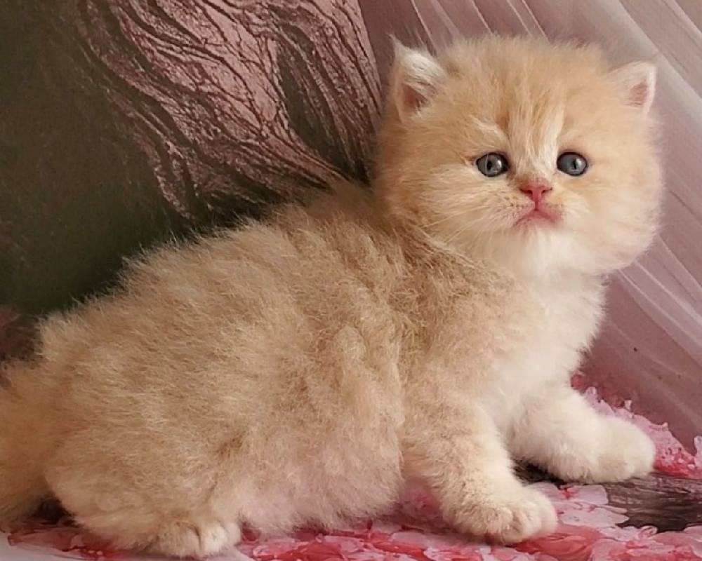 luxury picnic company - Picnic Makers