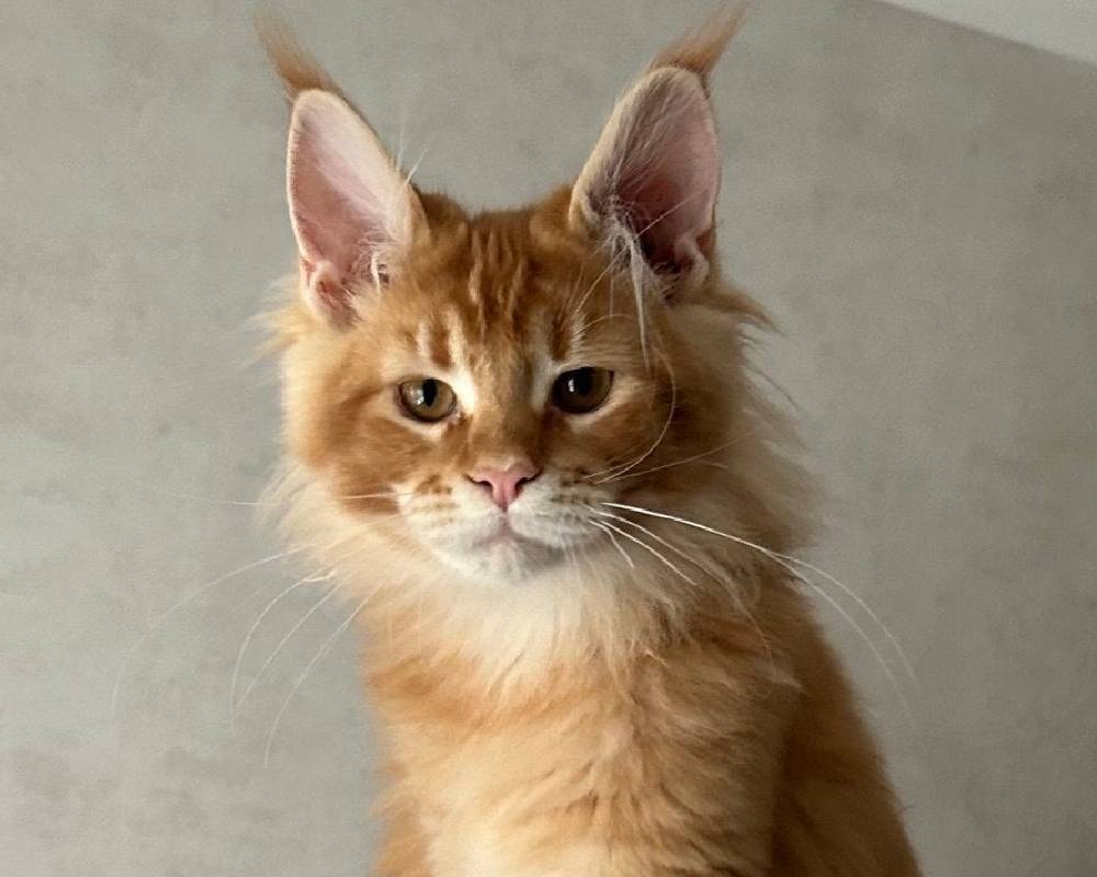 luxury picnic company - Picnic Makers