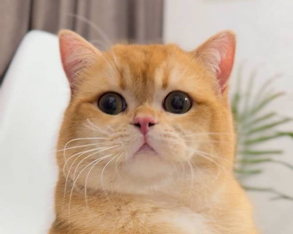 luxury picnic company - Picnic Makers