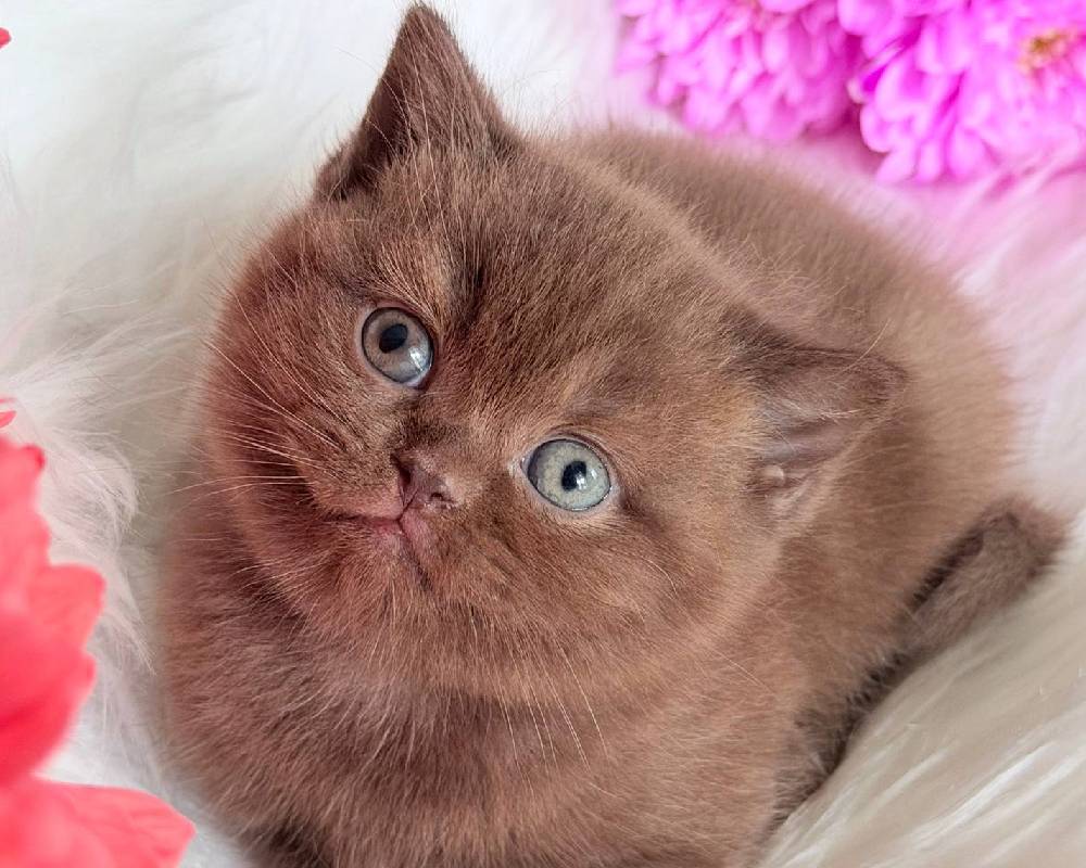 luxury picnic company - Picnic Makers