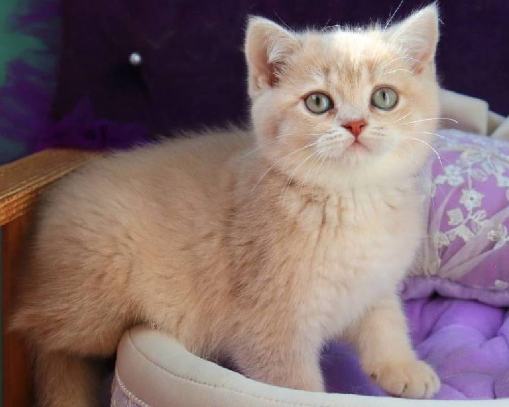 luxury picnic company - Picnic Makers