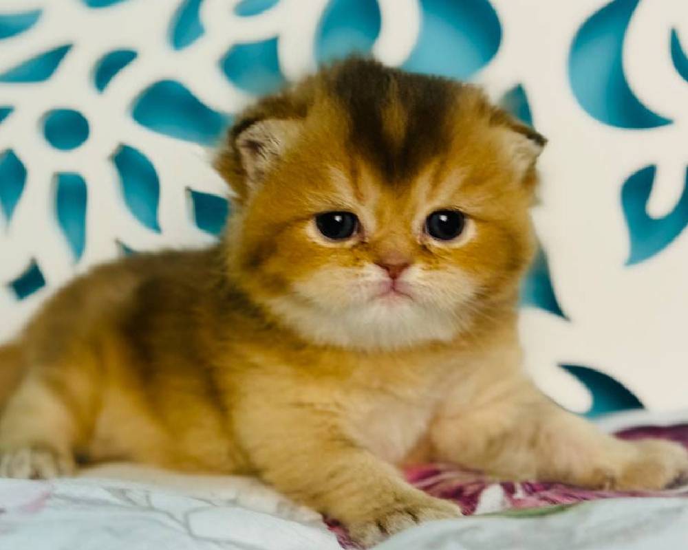 luxury picnic company - Picnic Makers