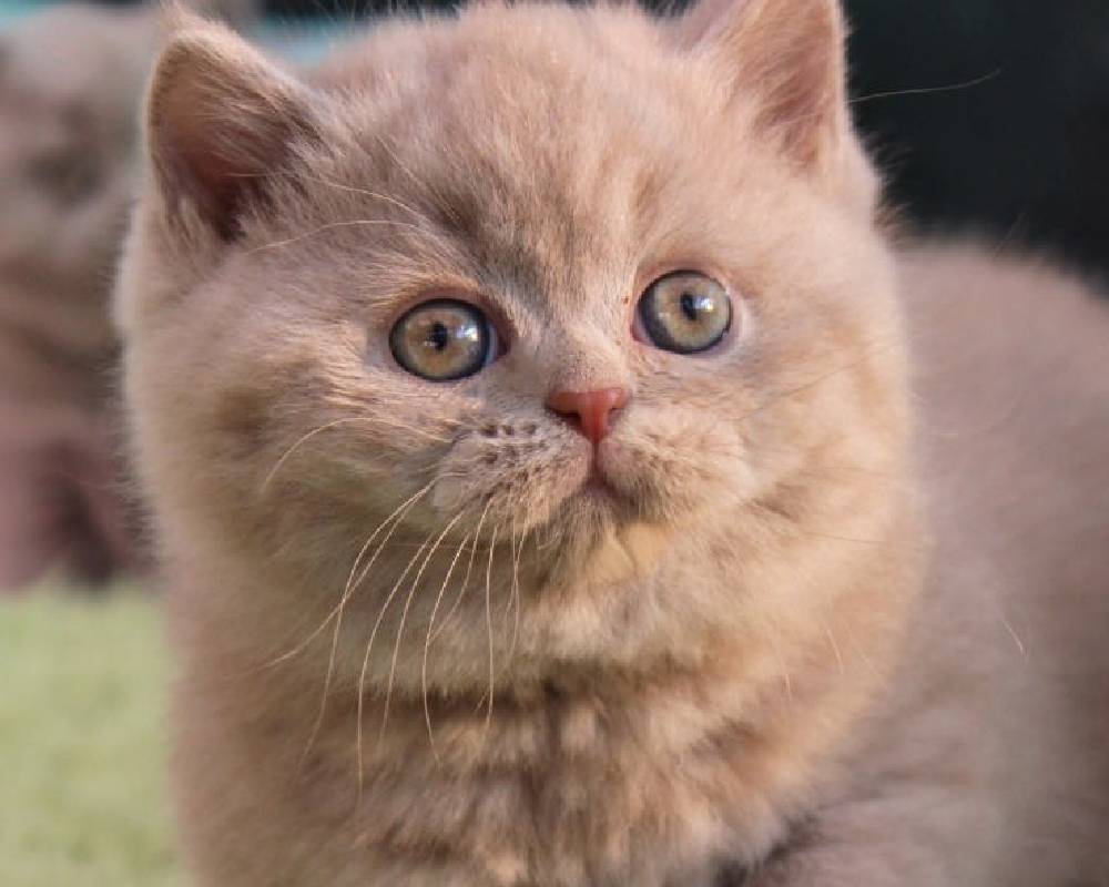 luxury picnic company - Picnic Makers