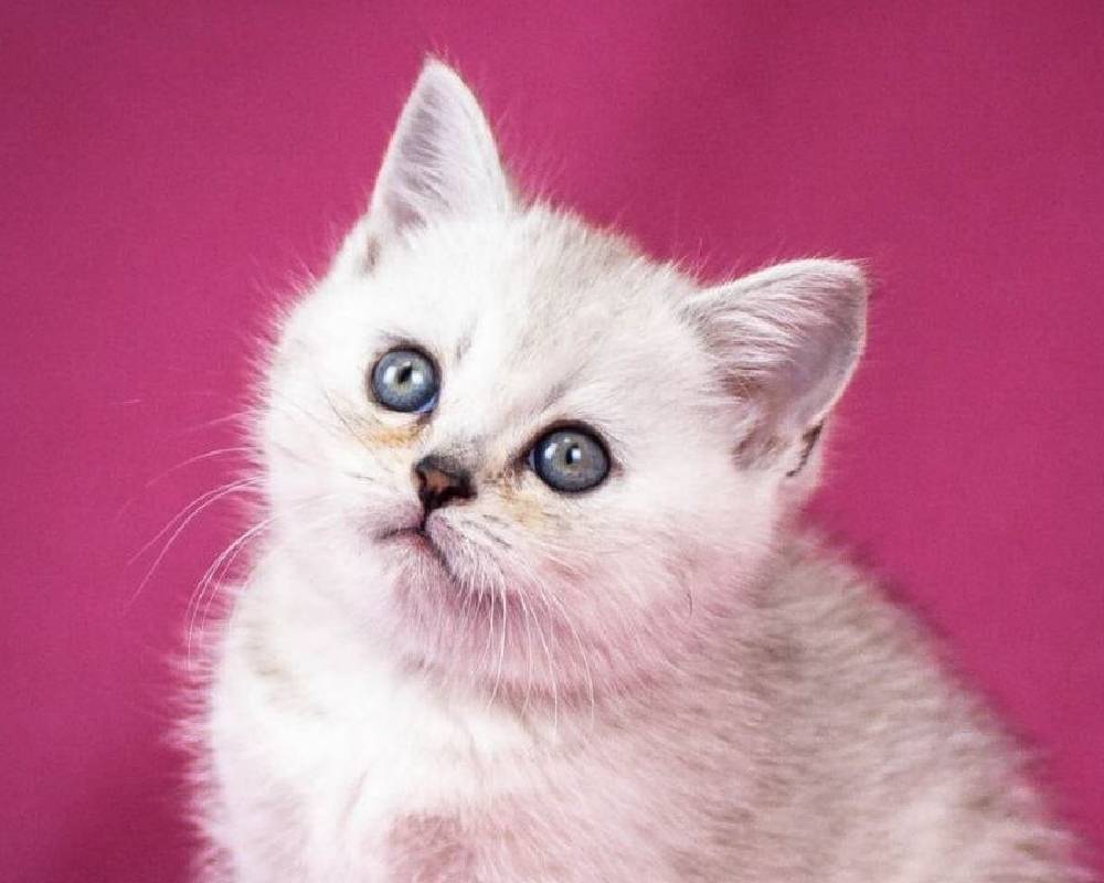 luxury picnic company - Picnic Makers