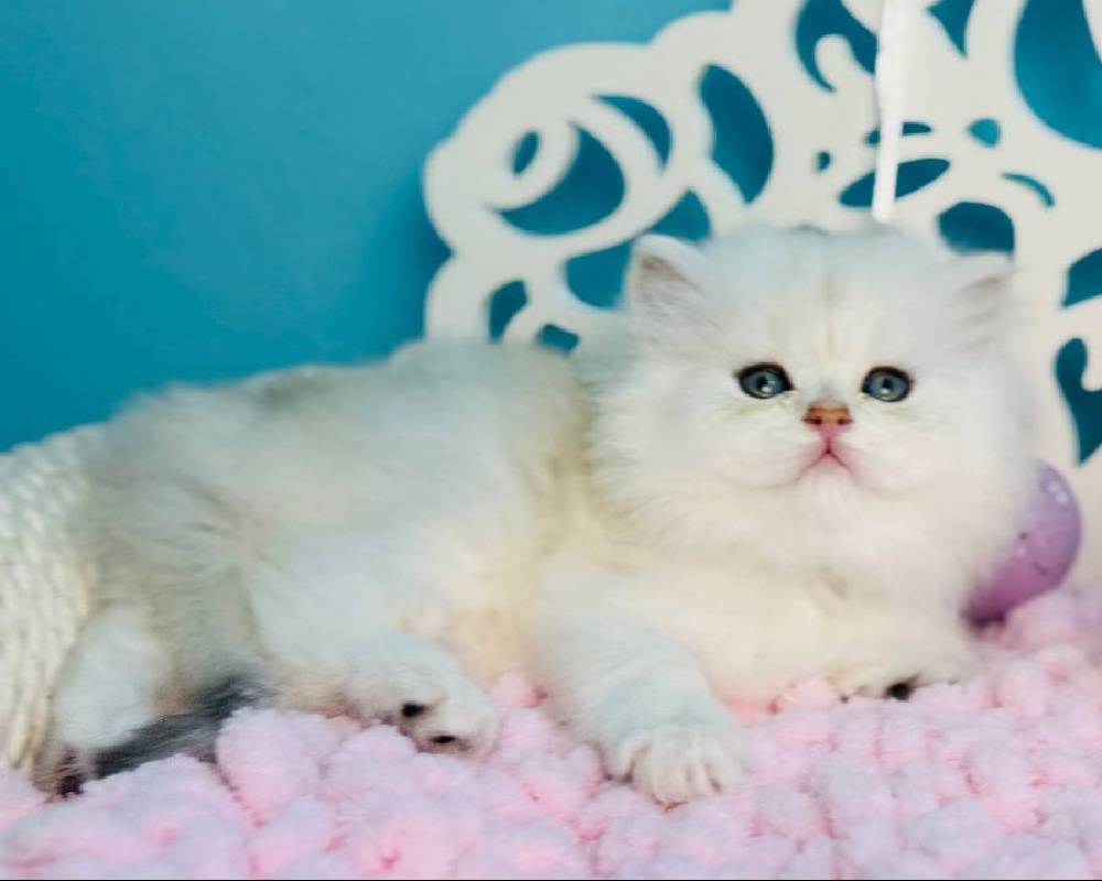 luxury picnic company - Picnic Makers