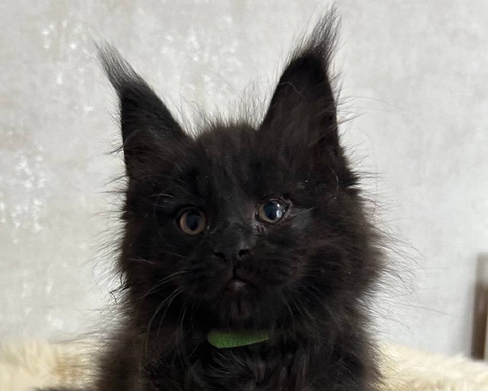 luxury picnic company - Picnic Makers