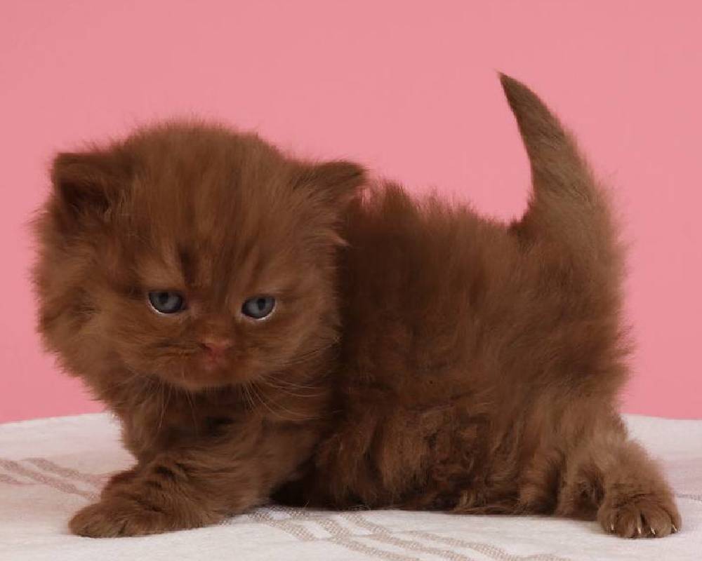 luxury picnic company - Picnic Makers