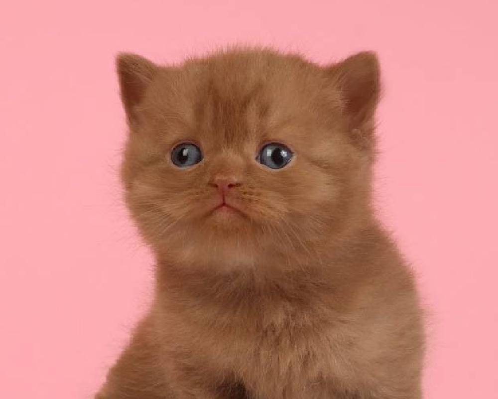 luxury picnic company - Picnic Makers