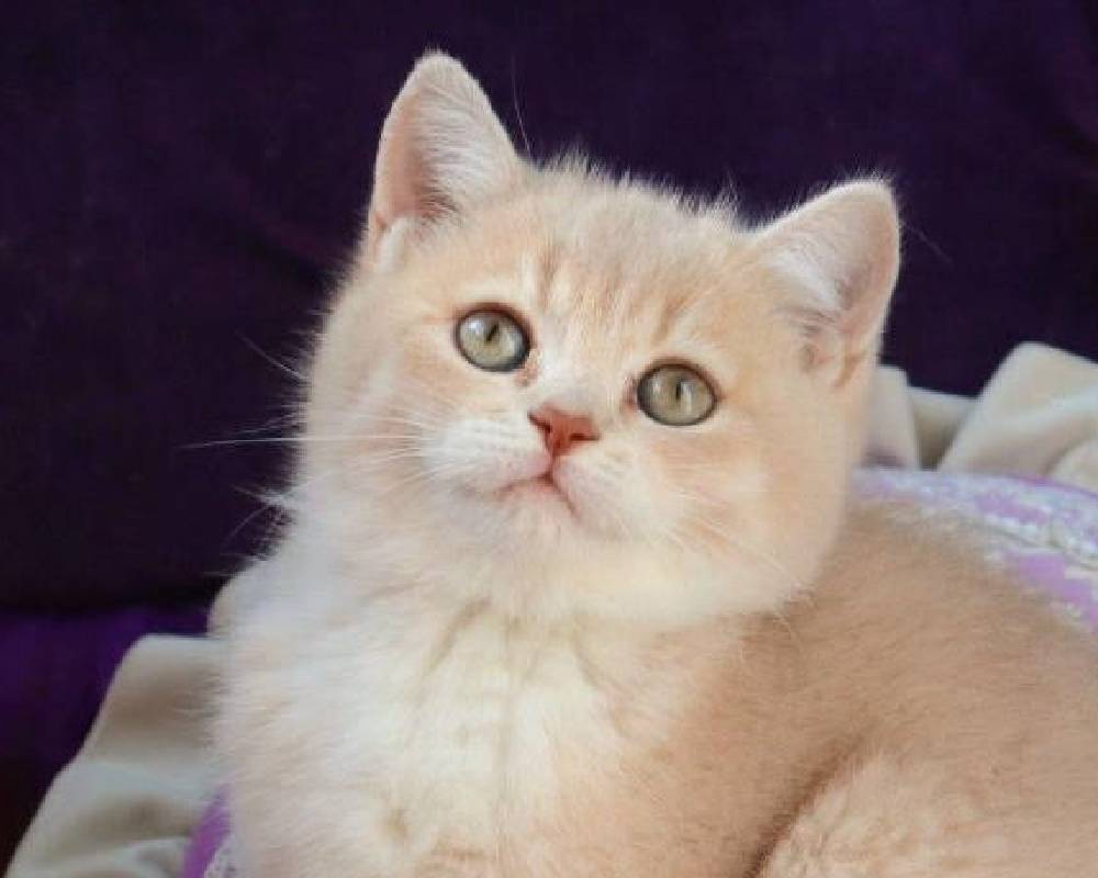 luxury picnic company - Picnic Makers