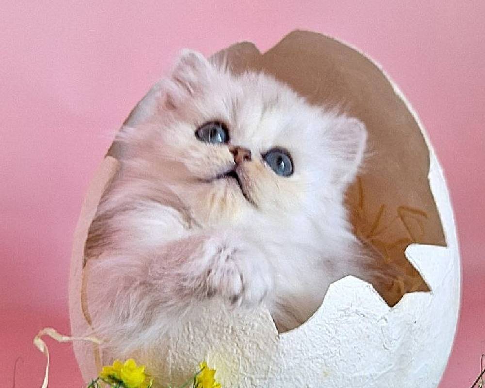 luxury picnic company - Picnic Makers