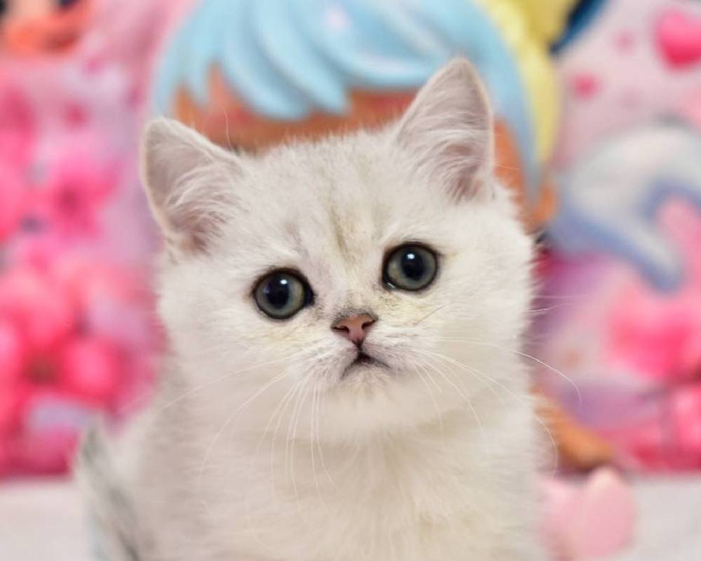 luxury picnic company - Picnic Makers