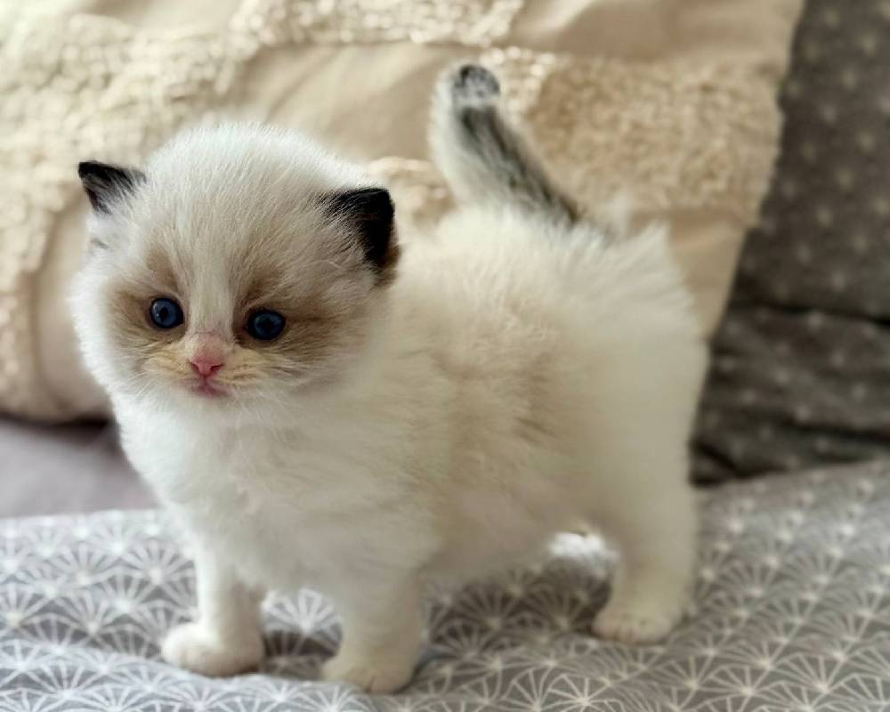 luxury picnic company - Picnic Makers