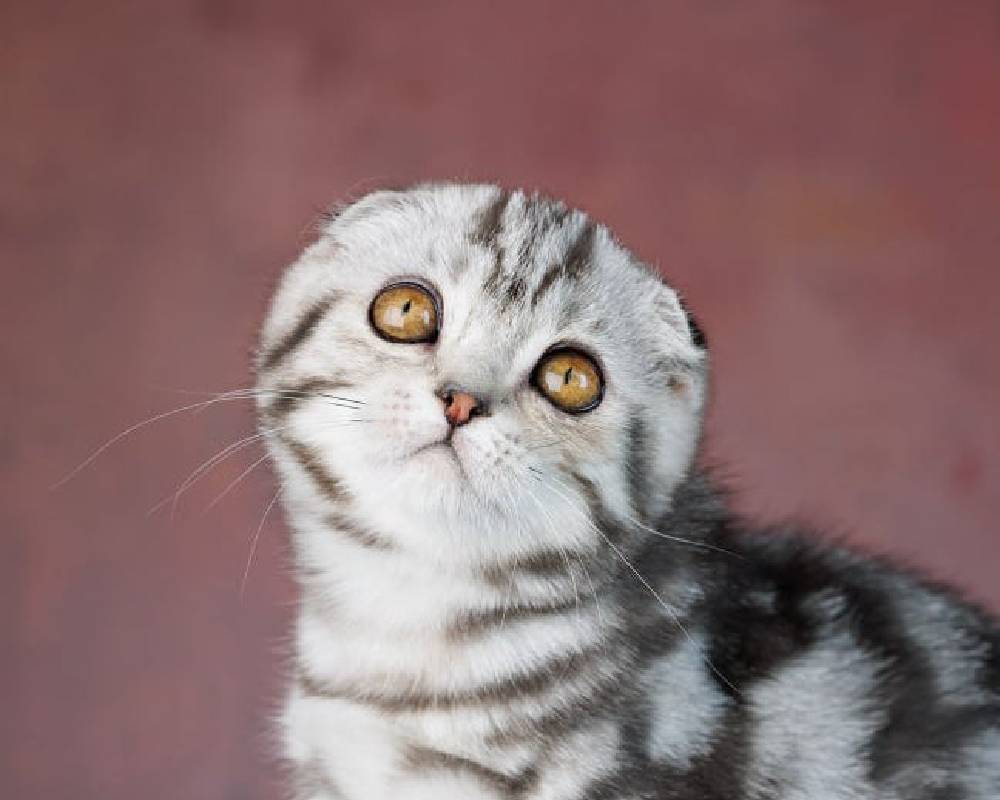 luxury picnic company - Picnic Makers