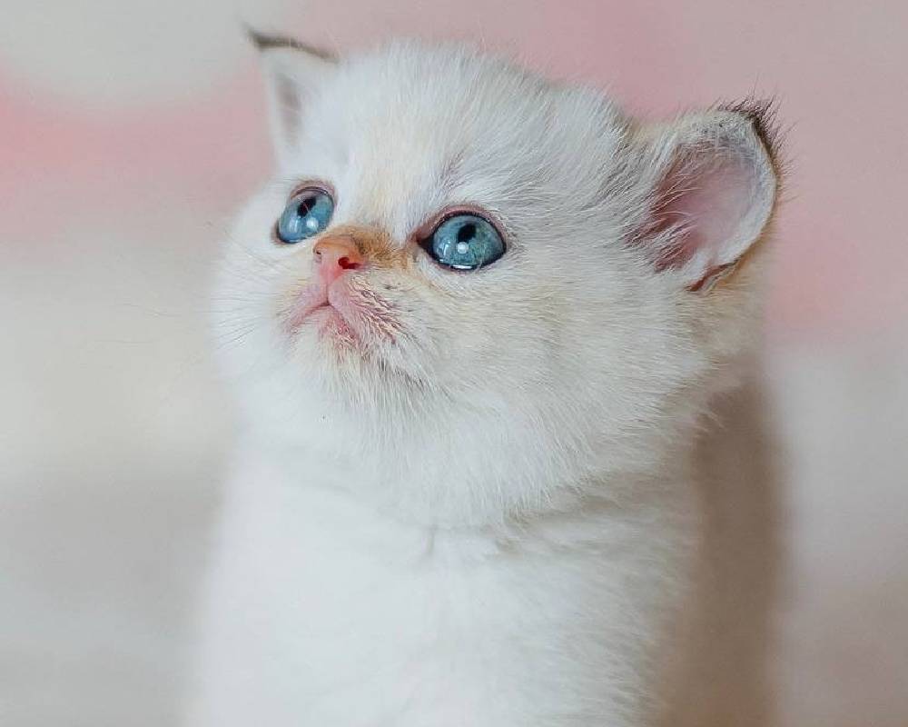 luxury picnic company - Picnic Makers