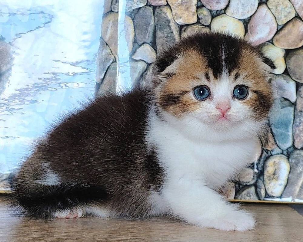 luxury picnic company - Picnic Makers