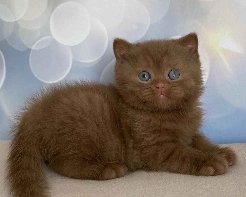 luxury picnic company - Picnic Makers