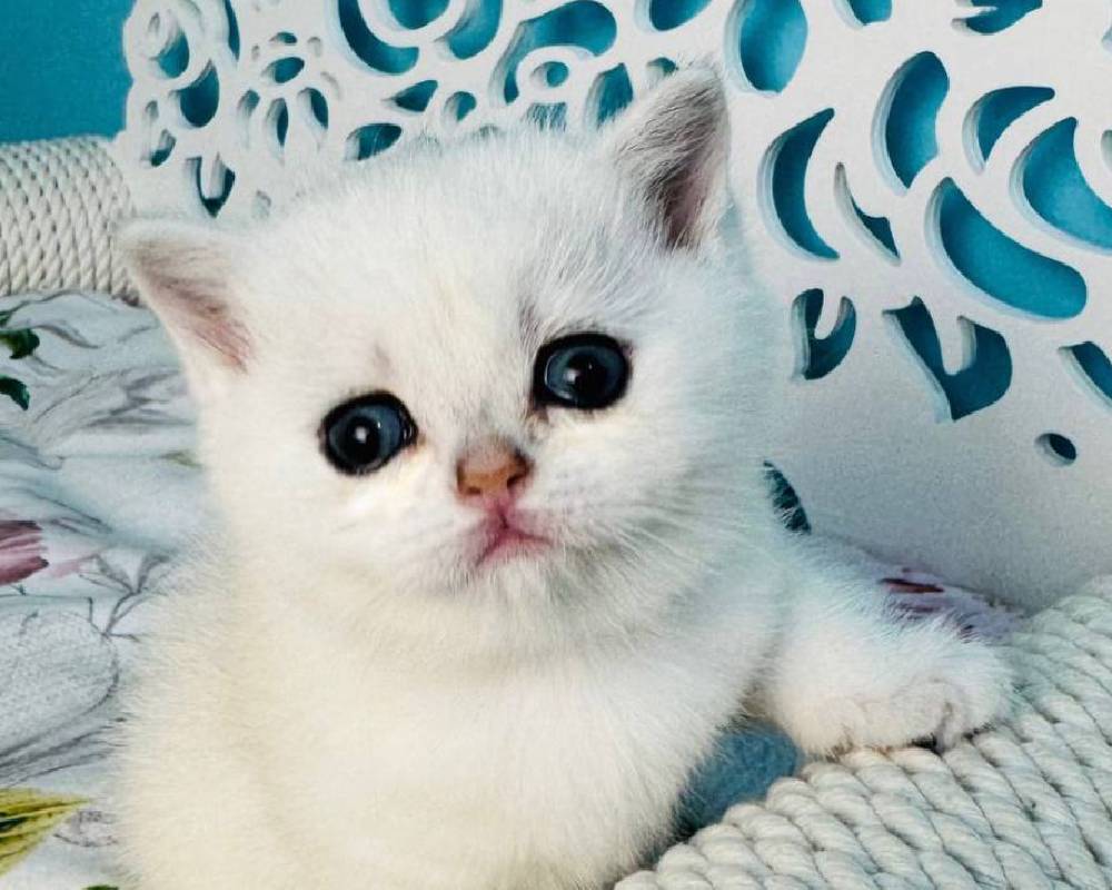 luxury picnic company - Picnic Makers