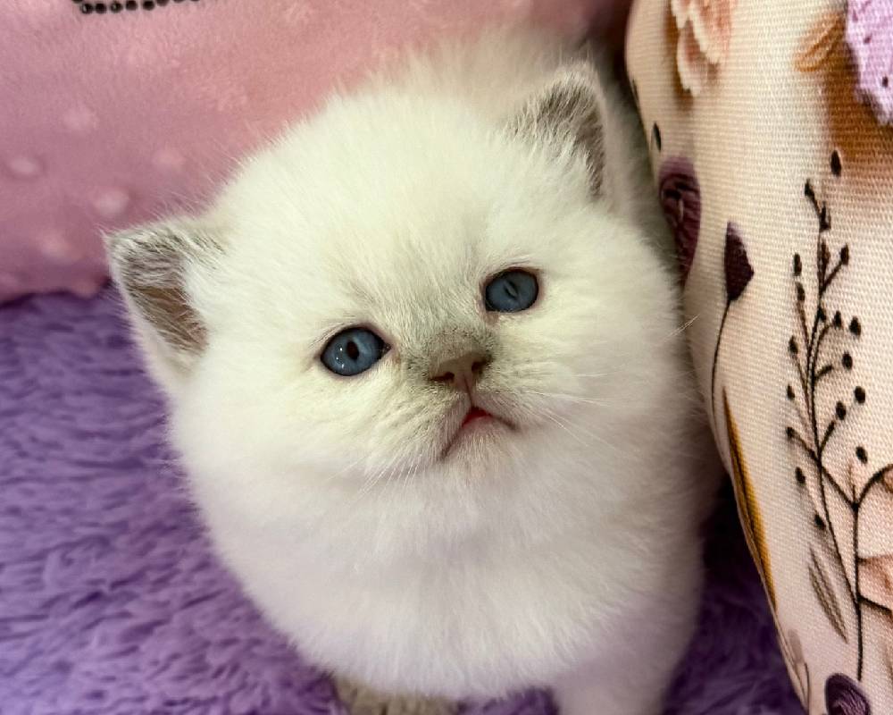 luxury picnic company - Picnic Makers