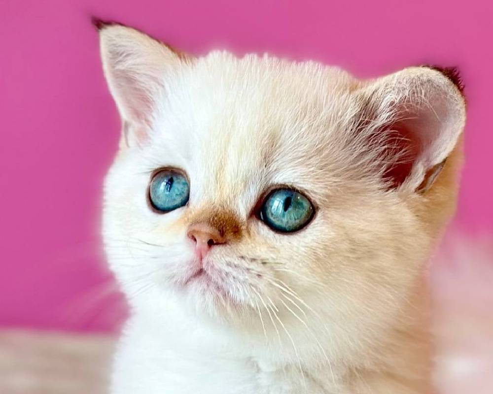 luxury picnic company - Picnic Makers