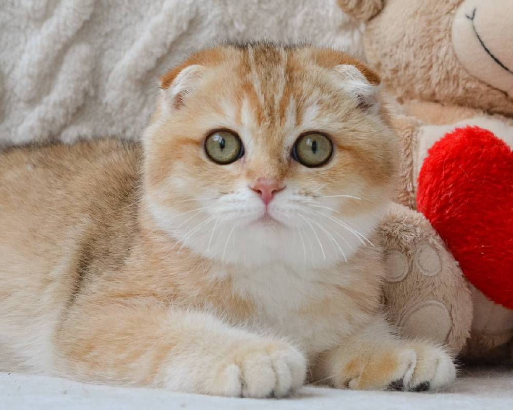 luxury picnic company - Picnic Makers