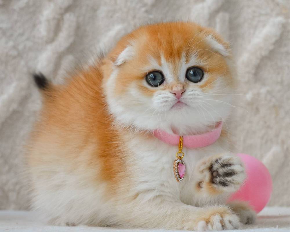 luxury picnic company - Picnic Makers