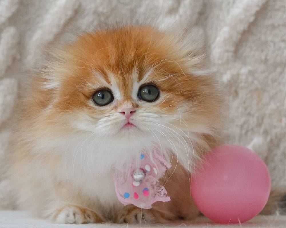 luxury picnic company - Picnic Makers