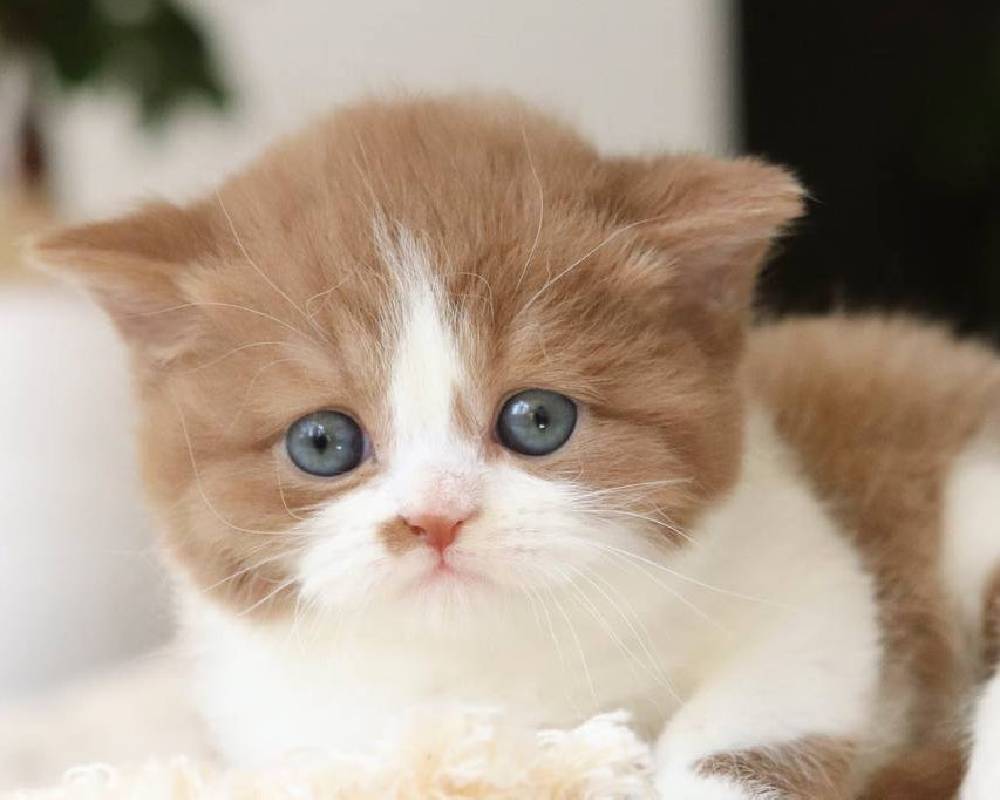 luxury picnic company - Picnic Makers