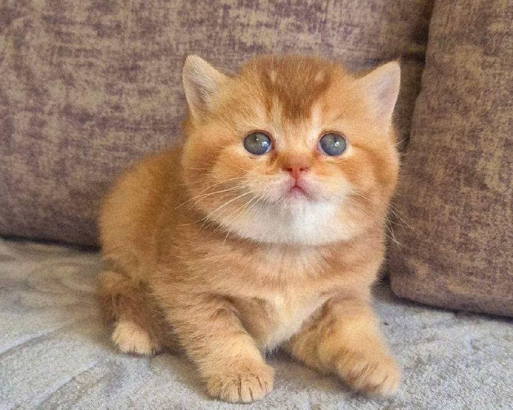 luxury picnic company - Picnic Makers