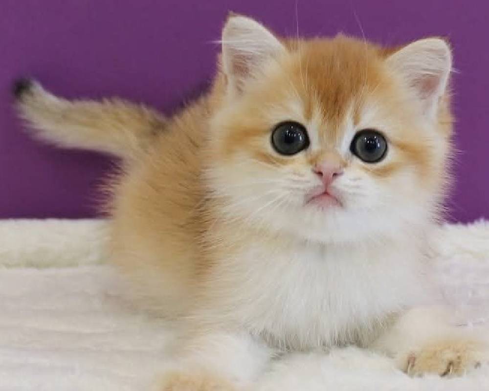 luxury picnic company - Picnic Makers