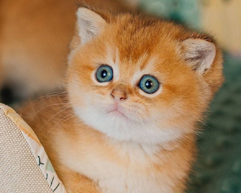 luxury picnic company - Picnic Makers