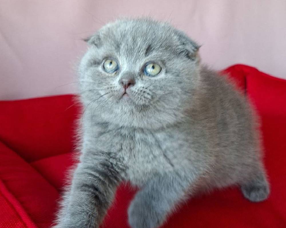 luxury picnic company - Picnic Makers