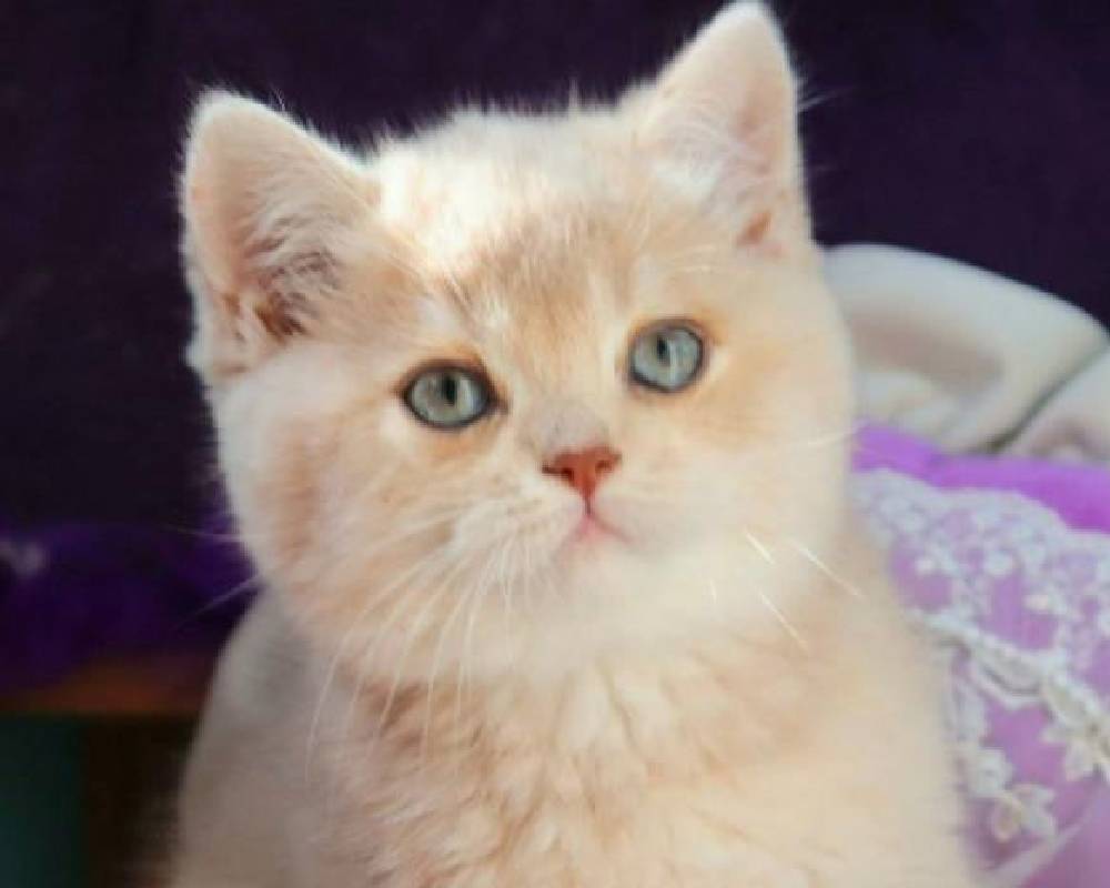 luxury picnic company - Picnic Makers