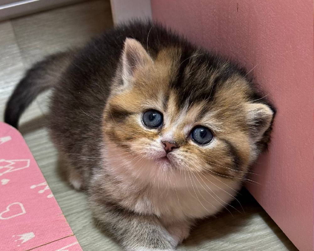 luxury picnic company - Picnic Makers