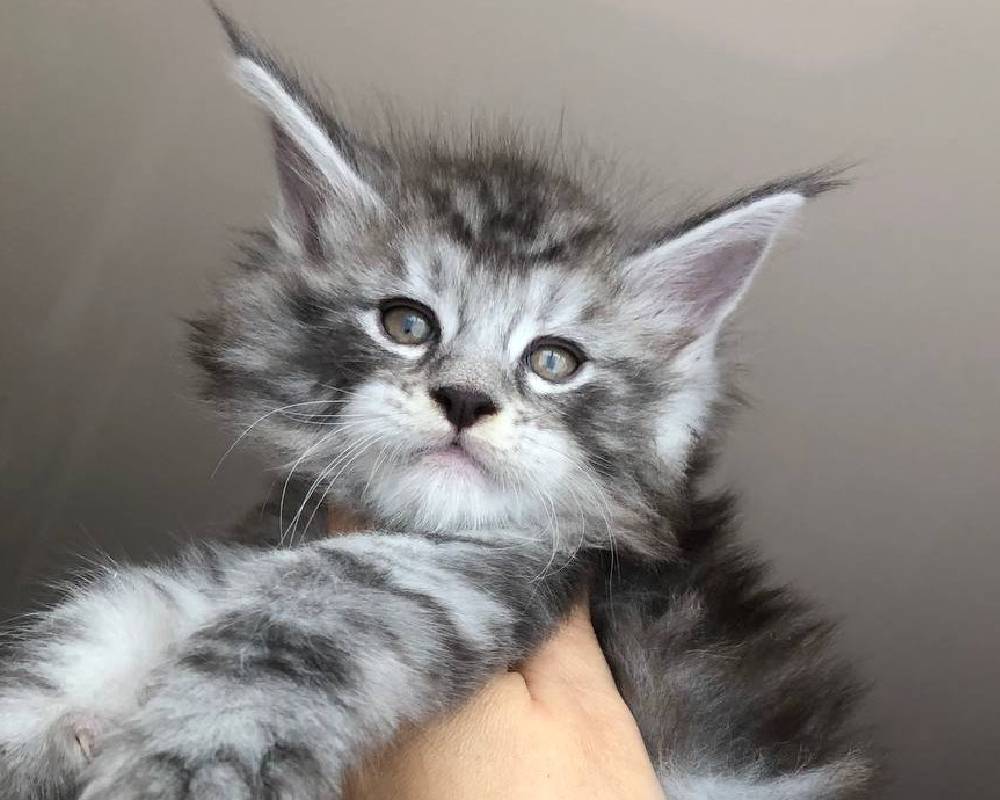 luxury picnic company - Picnic Makers