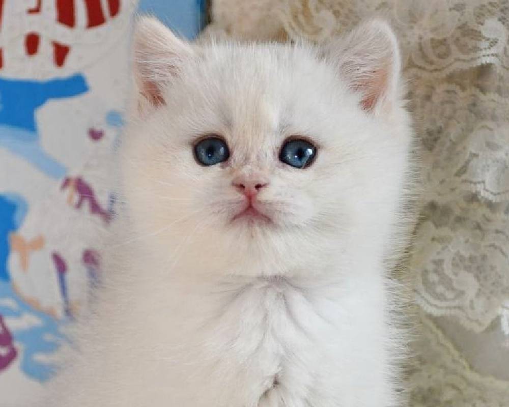 luxury picnic company - Picnic Makers