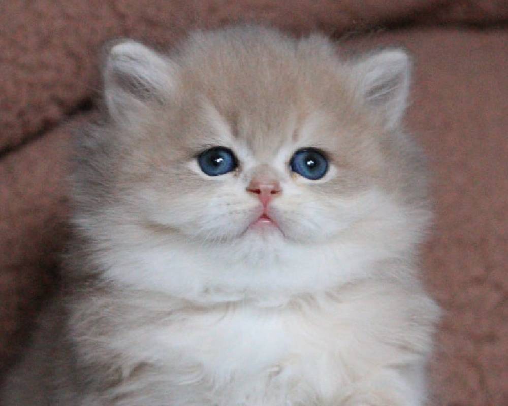 luxury picnic company - Picnic Makers