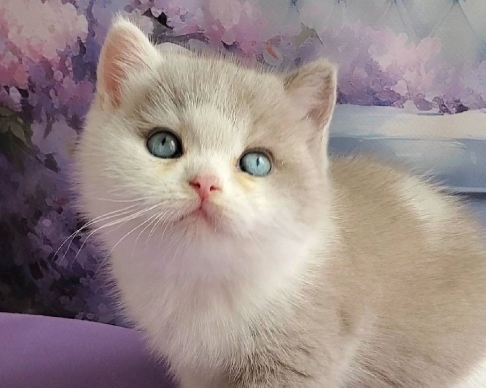 luxury picnic company - Picnic Makers