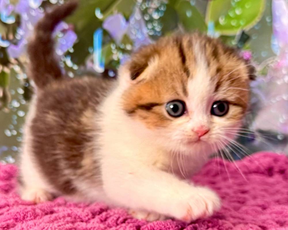 luxury picnic company - Picnic Makers