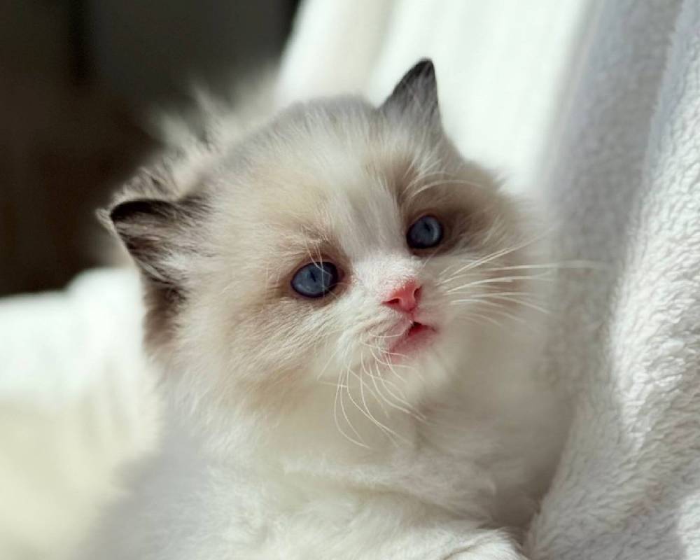 luxury picnic company - Picnic Makers